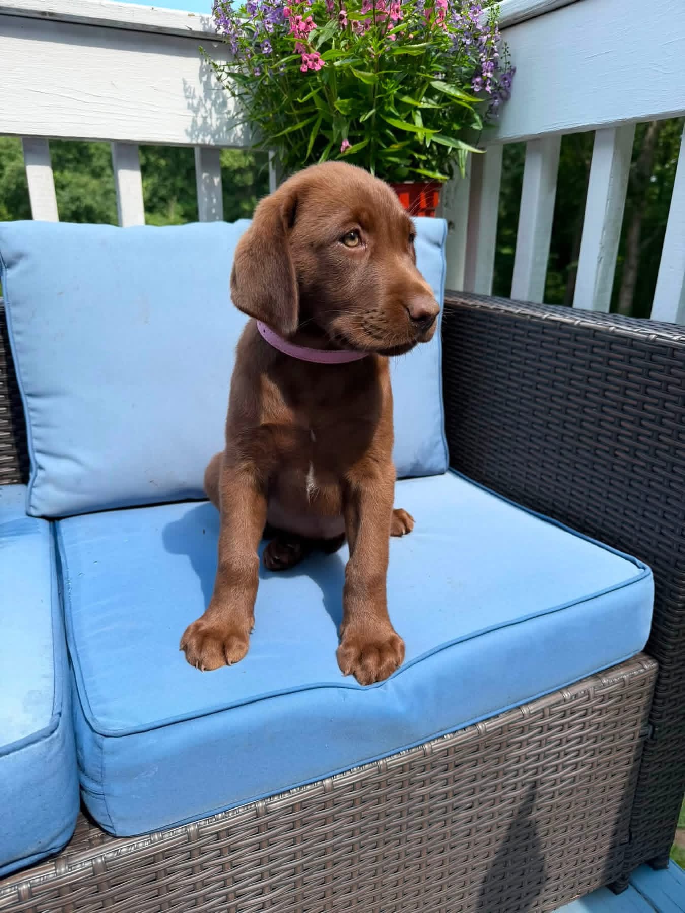 Bonda, a chocolate male Labrador puppy