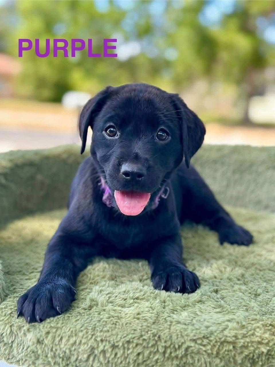Purple, a black female Labrador puppy
