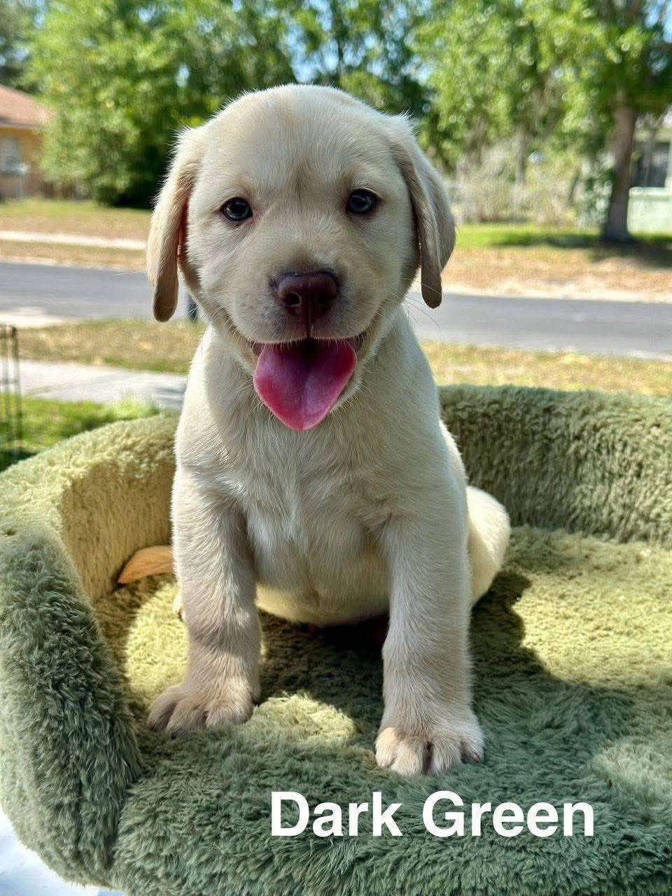 Dark green, a yellow male Labrador puppy