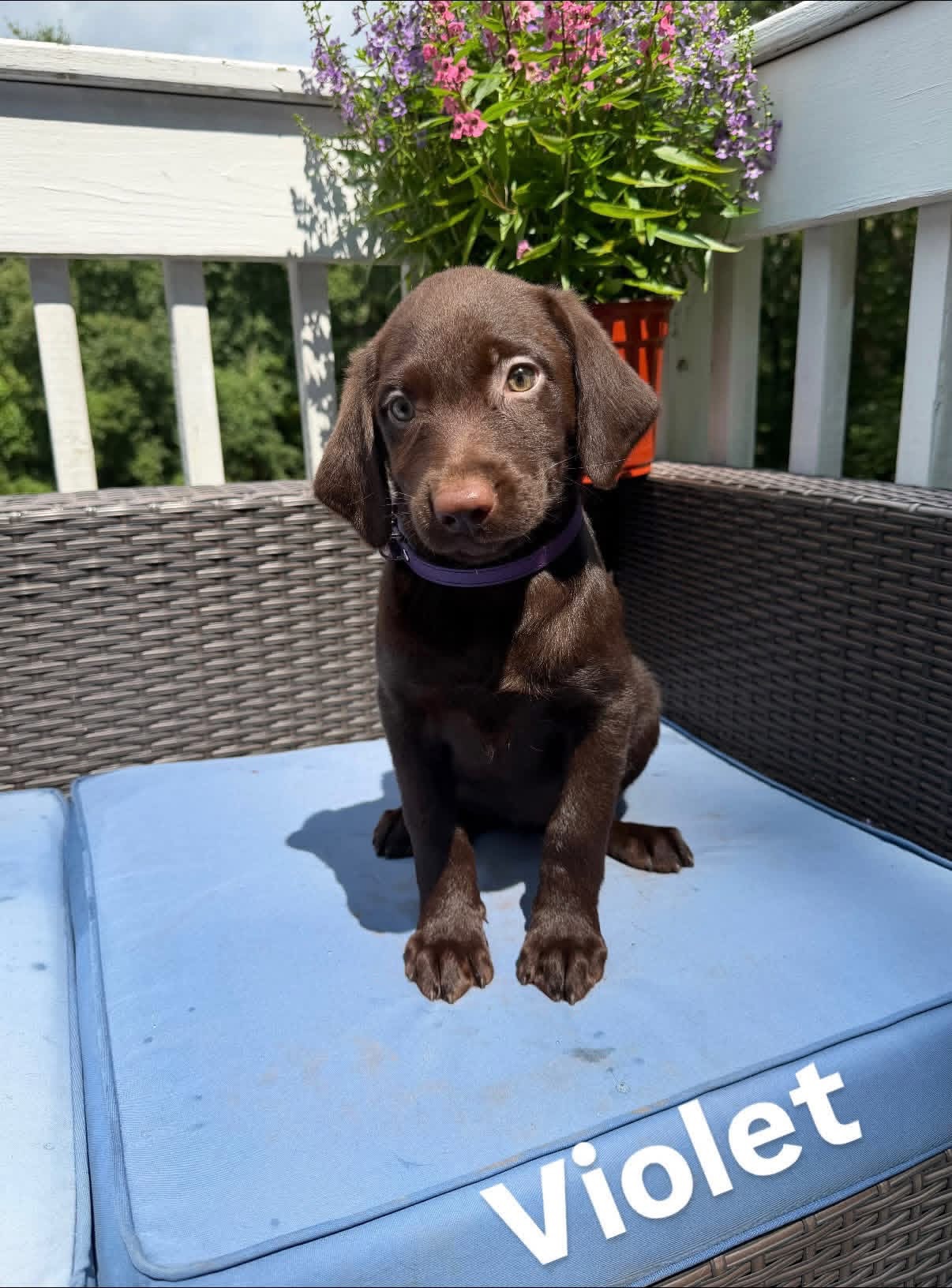 Violet, a chocolate female Labrador puppy