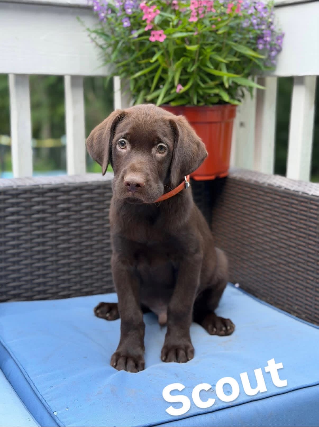 Scout, a chocolate male Labrador puppy