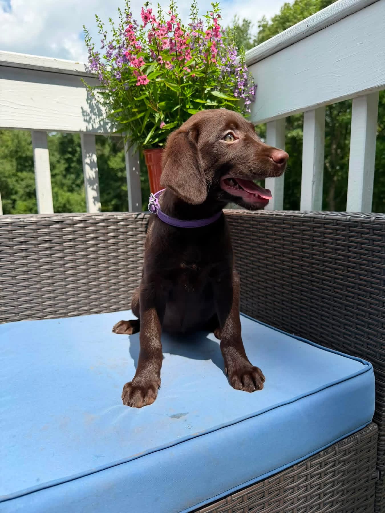 Rex, a chocolate male Labrador puppy