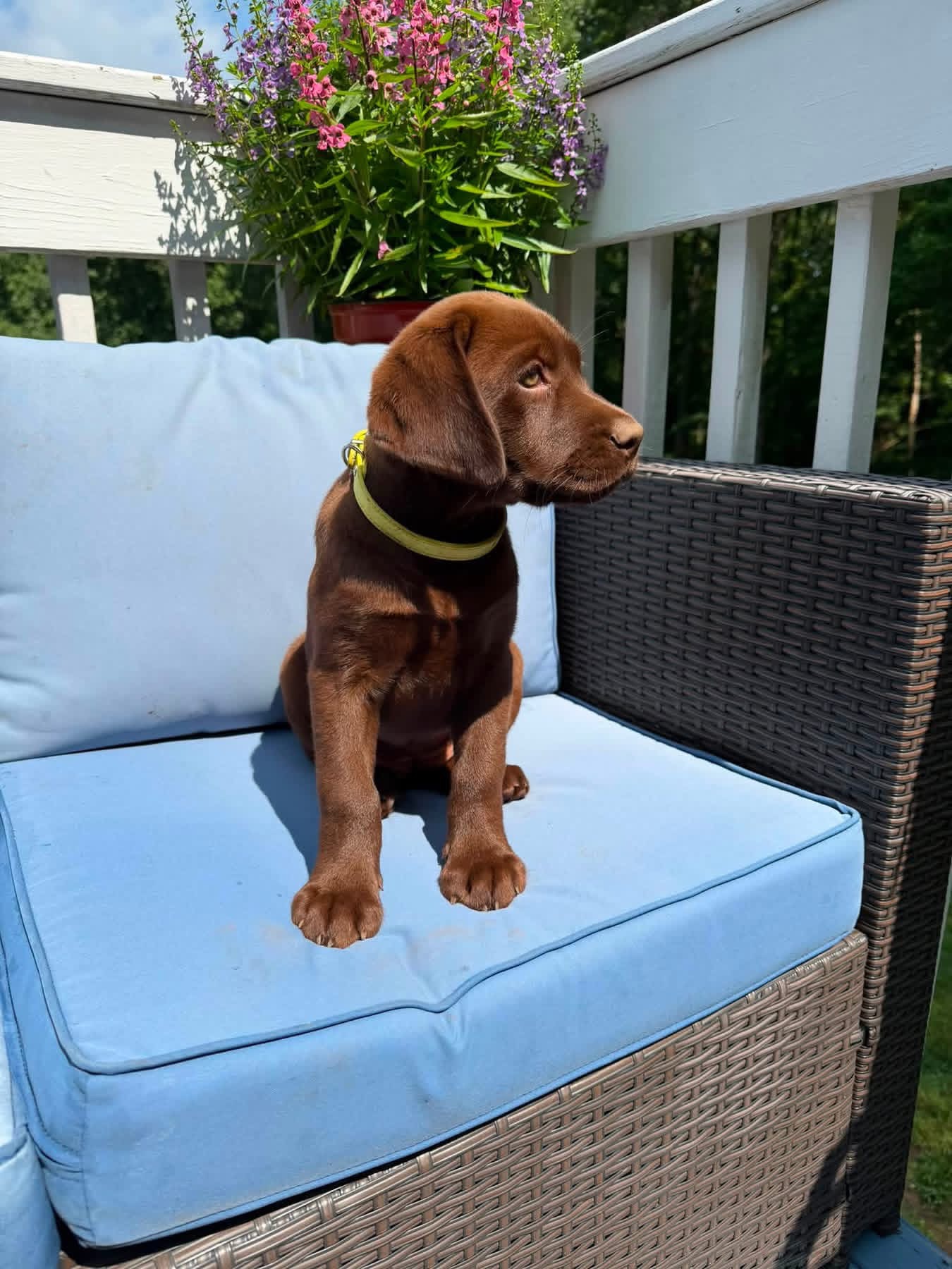 Nice guy, a chocolate male Labrador puppy