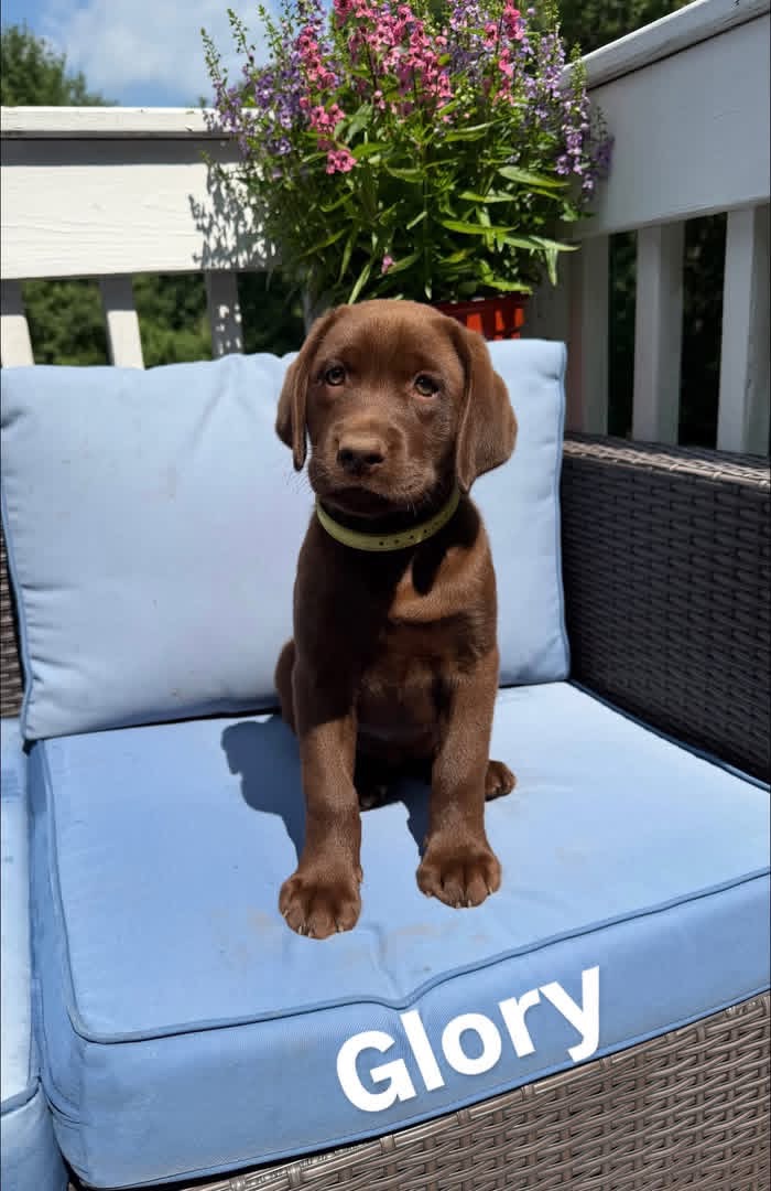 Glory, a chocolate female Labrador puppy