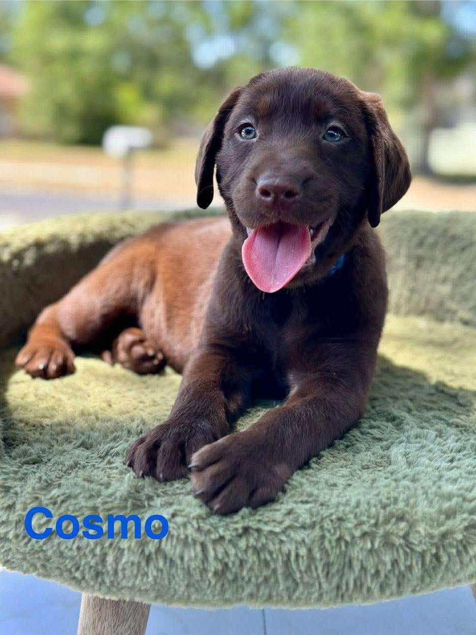 Cosmo, a chocolate male Labrador puppy