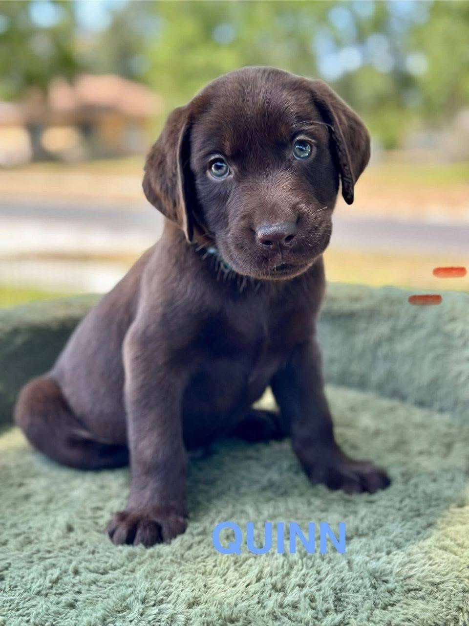 Quinn, a chocolate female Labrador puppy
