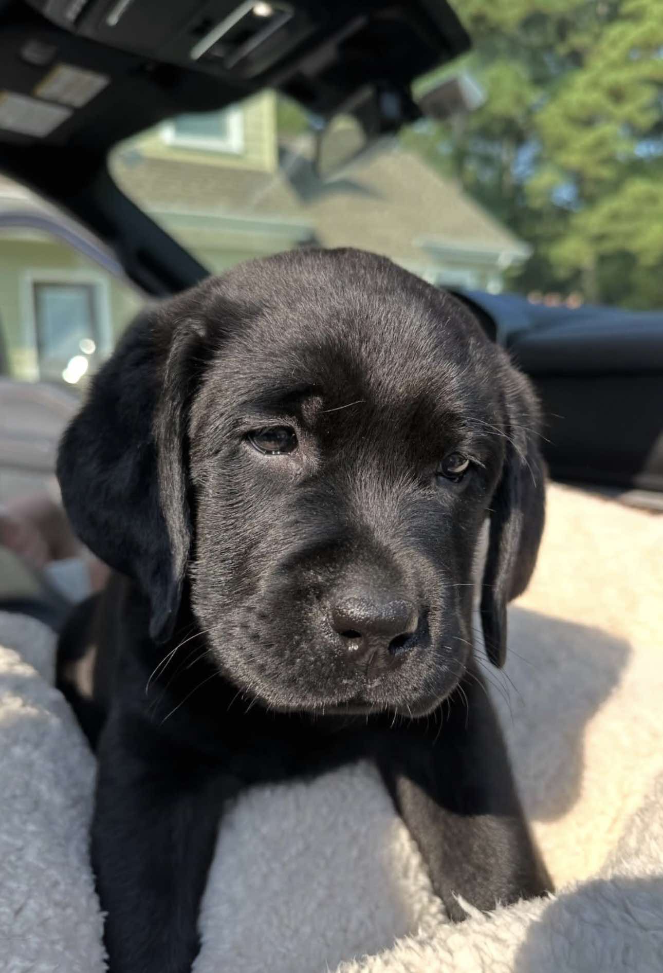 Black, a chocolate female Labrador puppy