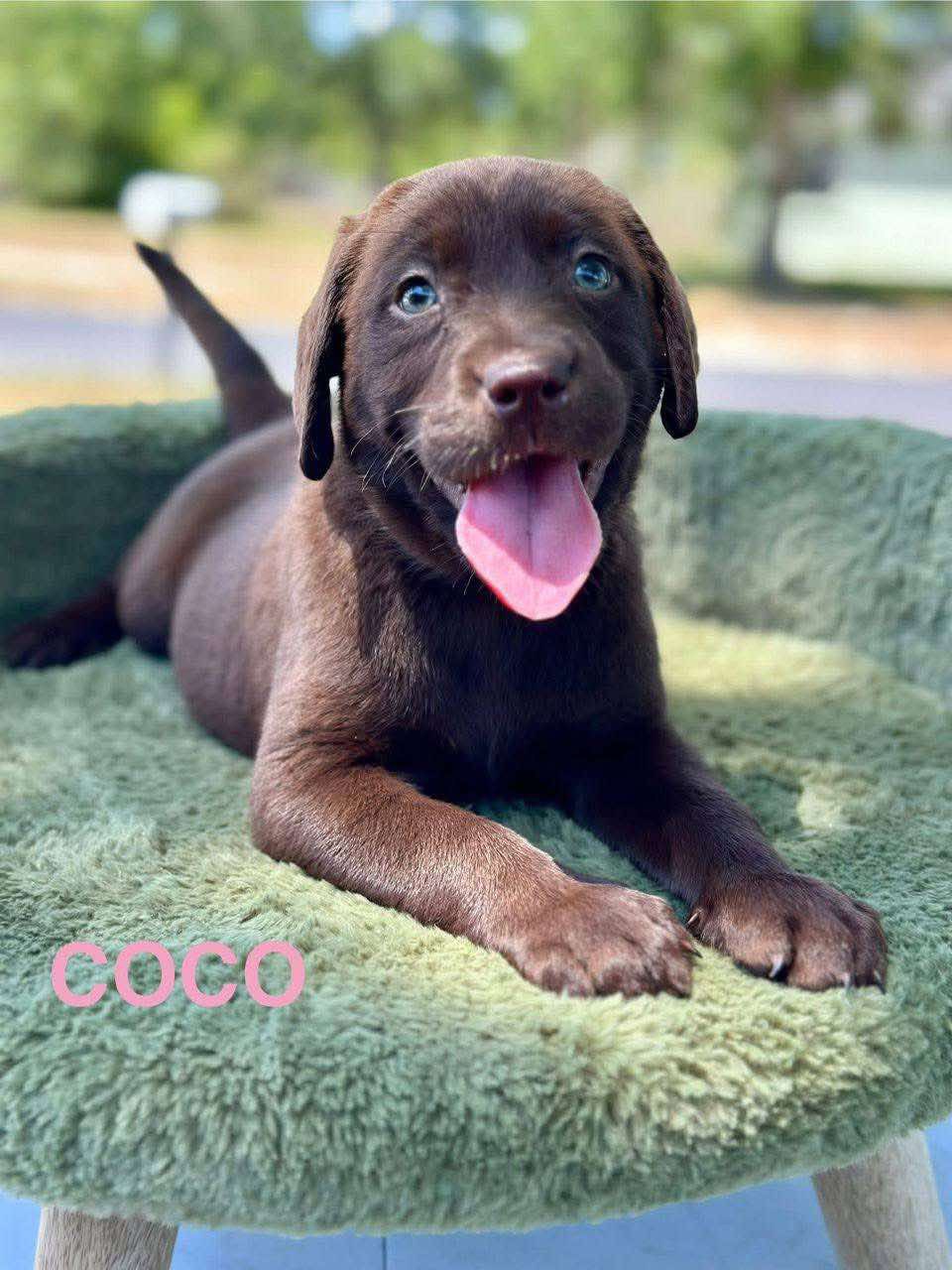 Coco, a chocolate male Labrador puppy
