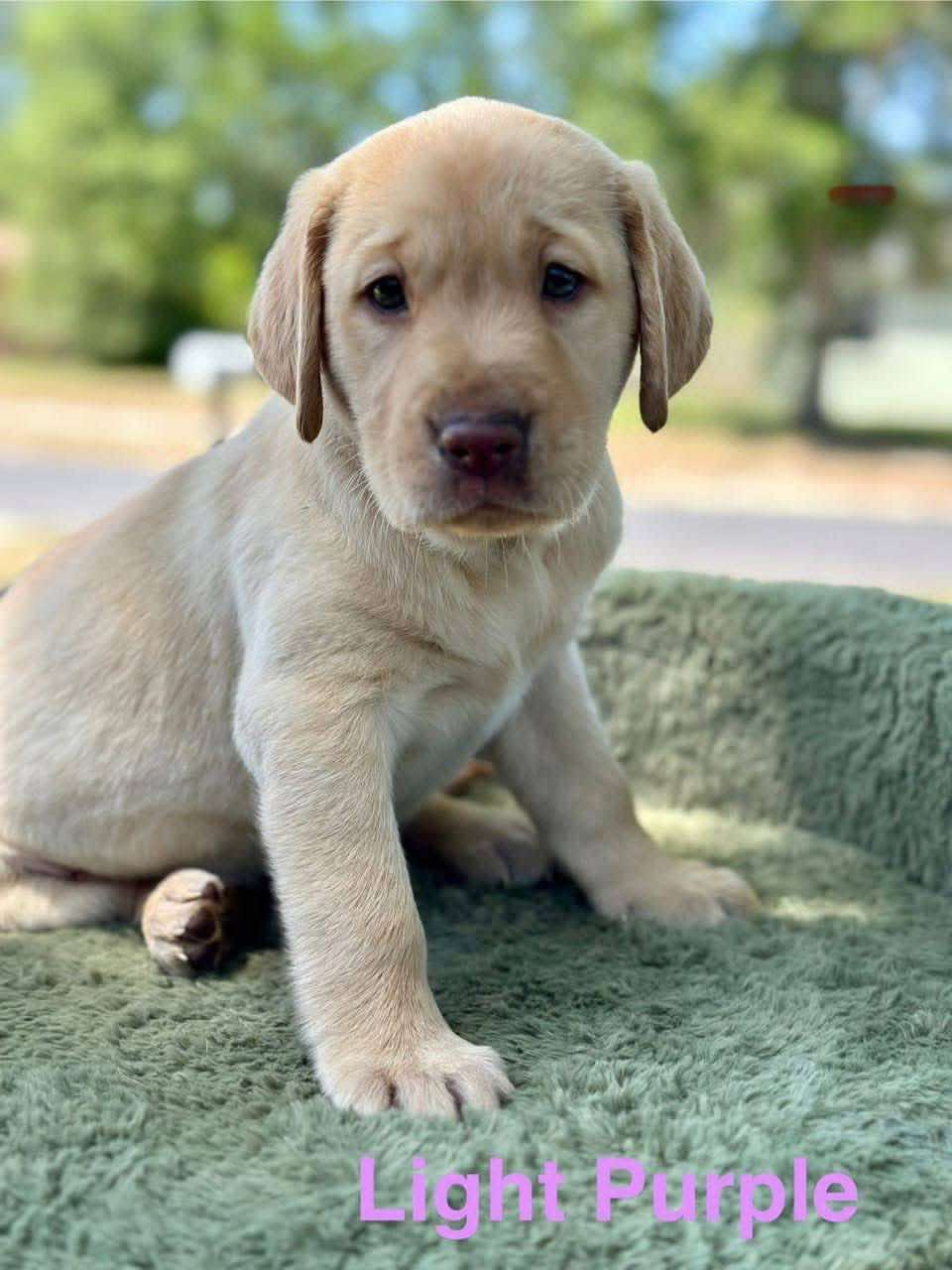 Light purple, a yellow female Labrador puppy
