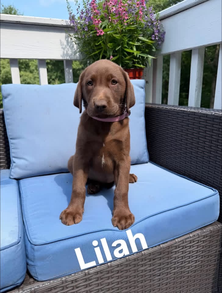 Lilah, a chocolate female Labrador puppy
