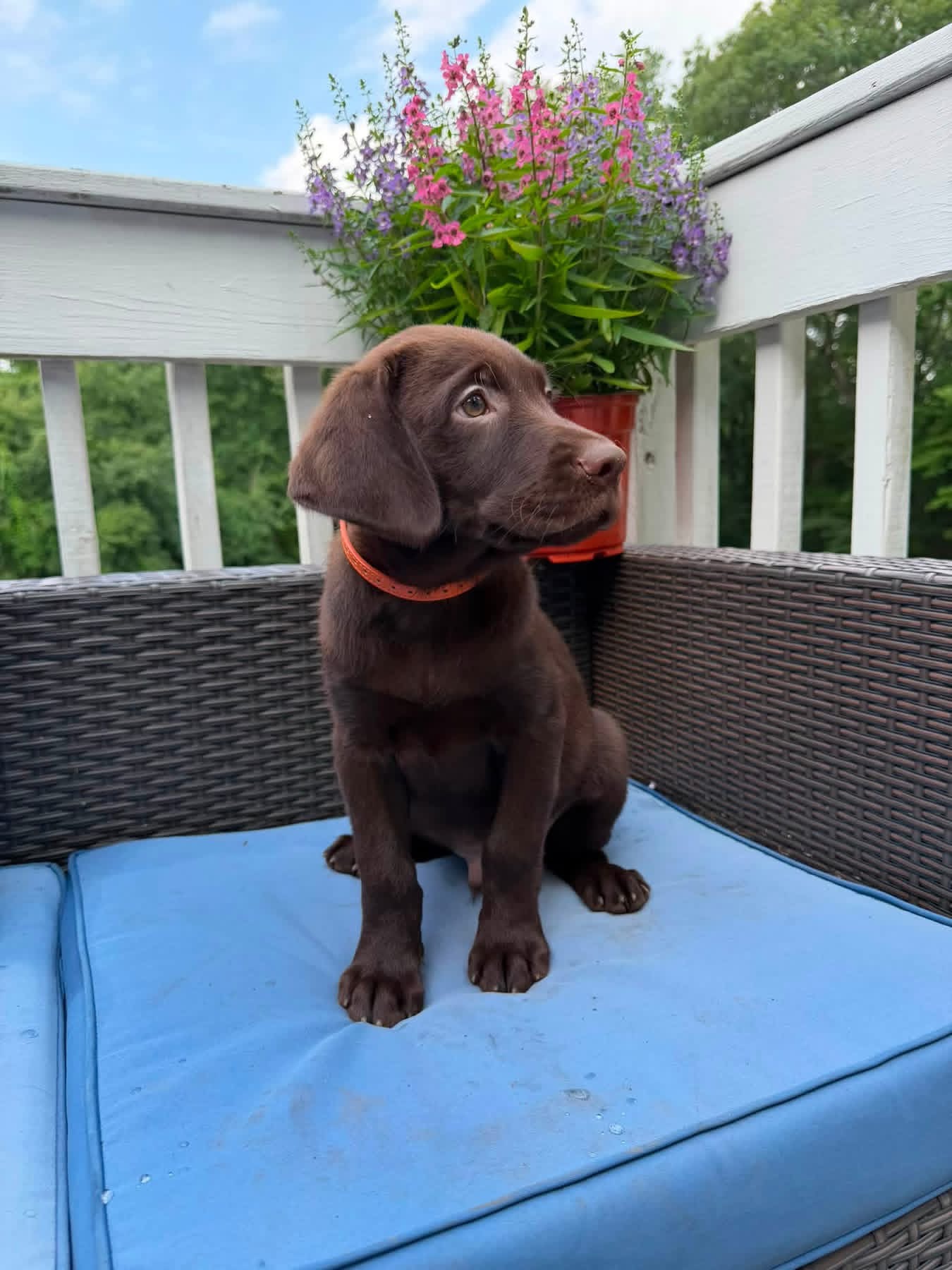 Sparo, a chocolate male Labrador puppy